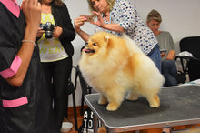 將圖片載入圖庫檢視器 True Iconic, Volume Maxi Bath, 蓬鬆活力洗毛液 - my物