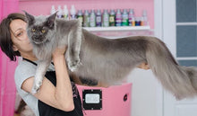 將圖片載入圖庫檢視器 True Iconic, Care Plus Conditioner, 豐盈躍動護毛素 - my物