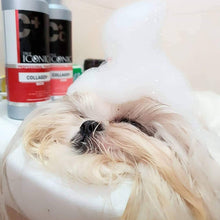 將圖片載入圖庫檢視器 True Iconic, Collagen+ Care, 膠原蛋白護毛素 - my物