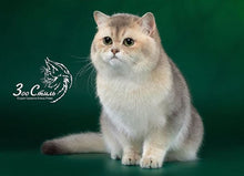 將圖片載入圖庫檢視器 True Iconic, Show Plus Cat & Kitten Bath, 全效潔淨洗毛液 - my物