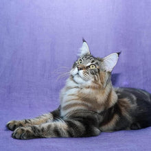 將圖片載入圖庫檢視器 True Iconic, Show Plus Cat & Kitten Bath, 全效潔淨洗毛液 - my物