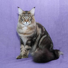 將圖片載入圖庫檢視器 True Iconic, Show Plus Cat & Kitten Bath, 全效潔淨洗毛液 - my物