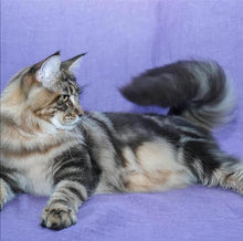 將圖片載入圖庫檢視器 True Iconic, Show Plus Cat & Kitten Bath, 全效潔淨洗毛液 - my物