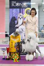 將圖片載入圖庫檢視器 True Iconic, Volume Maxi Bath, 蓬鬆活力洗毛液 - my物