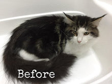 將圖片載入圖庫檢視器 True Iconic, Show Plus Cat & Kitten Bath, 全效潔淨洗毛液 - my物